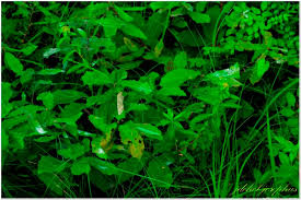 Image result for Euphorbia spissiflora