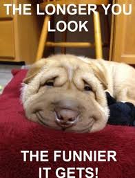 Stare At It For 20 Sec And Try Not To Laugh Funny Animal Memes Funny Animals Smiling Dogs