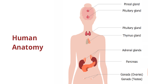 Welcome to innerbody.com, a free educational resource for learning about human anatomy and physiology. Human Anatomy Female Body Design Elements Human Body Anatomy Of The Human Body Male Body Front View