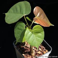 Image result for Pseudobombax