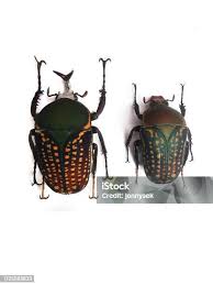 Image result for Macrotyloma africanum