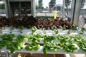 Hidroponik solusi pangan rumah tangga. 7 Cara Membuat Kebun Tanaman Hidroponik Di Rumah Gampang Banget