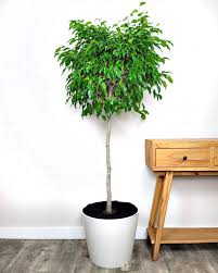 Image result for Ficus variifolia