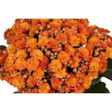 Image result for Kalanchoe calandiva