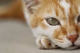 What does lentigo simplex mean? Black Spots Lentigo On Cat Gums Nose And Eyelids Cat World