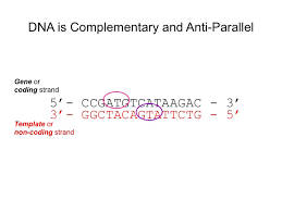 We did not find results for: Https Www Nwabr Org Sites Default Files Genetic Research Lesson4 Nwabr Pdf