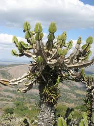 Image result for Euphorbia persistentifolia
