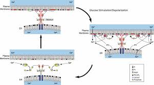 The anchoring of the cytoskeleton is necessary for its function. Lipid Transport By Tmem24 At Er Plasma Membrane Contacts Regulates Pulsatile Insulin Secretion Science