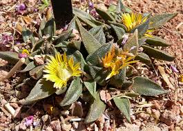 Image result for Nananthus vittatus