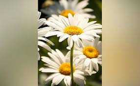 We have now placed twitpic in an archived state. The 10 Most Popular Wedding Flowers In 2021
