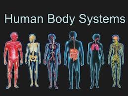 Human Body Systems The 11 Champions Old Video Youtube Human Body Systems Body Systems Human Body