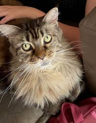 How Long Do Calico Cats Live