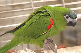 Check spelling or type a new query. Hahn S Macaw Facts Pet Care Temperament Price Pictures