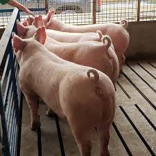Yorkshire Pigs for Sale, Available at LIVESTOCK FOR SALE USA