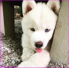 Central Michigan Craigslist Pets