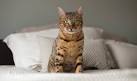Bengal Cat Breed Information, Pictures, Behavior and Care