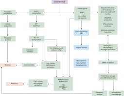 Image result for Stroke Pathophysiology