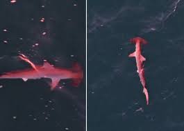 Tubarão Rosa Surpreende! Mistério e Beleza em Arraial do Cabo!