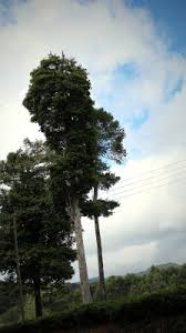 Image result for Isoberlinia