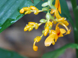 Image result for Globba