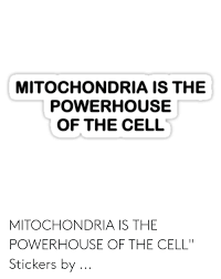 Mitochondria.mitochondriathe mitochondria are known as the powerhouse of the cell since they produce atp molecules. Mitochondria Is The Powerhouse Of The Cell Mitochondria Is The Powerhouse Of The Cell Stickers By Mitochondria Meme On Me Me