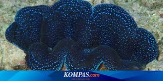 Check spelling or type a new query. Mengenal Kima Kerang Raksasa Yang Dimasak Dua Presenter Cantik Halaman All Kompas Com