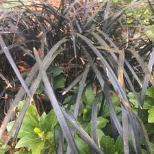 Image result for Ophiopogon