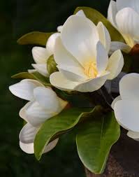 We are artificial flower manufacturers, we wholesale artificial flowers, plants and silk flower, custom fake flowers in cheap price, we located in china, our customer we make artificial flower more than 10years. Wedding Supplies Artificial Magnolia Simulation Flowers Plants Flower Bouquets High Grade Decor P Home Furniture Diy Ruggedups Com