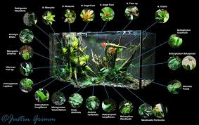 Peninsula Vivarium In Love With This Vivarium Vivarium Frog Terrarium