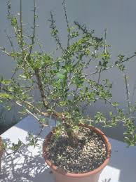 Image result for Commiphora kua