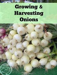 Soil preparation before growing onions. Growing Harvesting Onions The Cape Coop