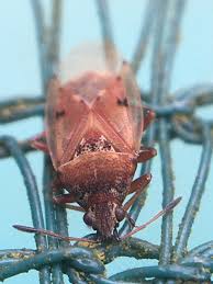 Image result for Psychotria bugoyensis