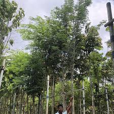 Image result for Caesalpinia ferrea