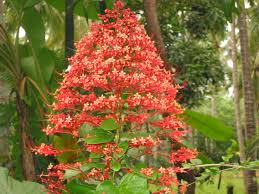Image result for Clerodendrum pusillum