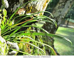 Image result for Vittaria elongata