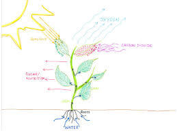 On the coloring page, each question number section should be filled in with that color! Photosynthesis Images For Drawing