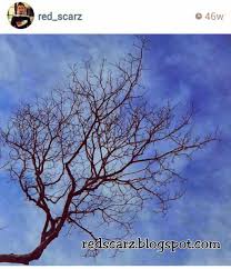 It's also full of words that share similar (but not identical) meanings that are easy to misuse. Ranting Pokok In English Pelik Pokok Mak Tinggal Ranting Selak Daun Rupanya Pelaku Ponerse Las Pilas To Finally Start Working On Something You Have Been Postponing For A While