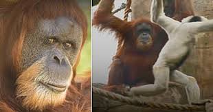 Maybe you would like to learn more about one of these? Inji Passes Away The World S Oldest Orangutan Was Humanely Euthanized Dh Latest News Dh News Latest News Travelmania Death News Nature Wildlife International Life Style Special Oregon Zoo Inji Orangutan