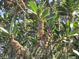 Image result for Rapanea melanophloeos