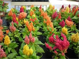 Pin En Plantas De Interior Y De Exterior