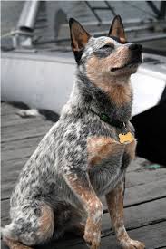 Black Australian Cattle Dog Blue Heeler Mix Pin On Fascination