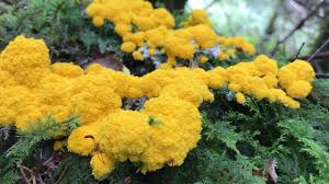 Riesige Hexenbutter Gelbe Lohblute Fuligo Septica Youtube