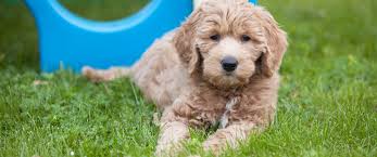 We take great pride in the quality of our goldendoodle puppies. Rosewood Kennel Breeder Of Top Quality Goldendoodle Puppies