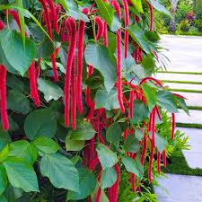 Image result for Acalypha fimbriata
