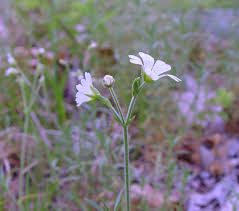 Image result for Cerastium afromontanum