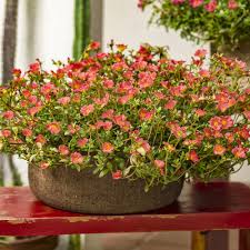 Image result for Portulaca foliosa