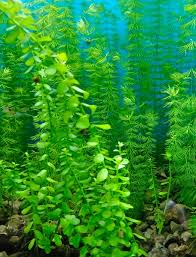 Image result for Bacopa
