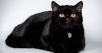 Black Cat Breeds (with Yellow Eyes, Long haired)