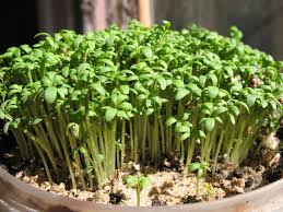Image result for Lepidium sativum