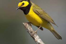 Image result for Vepris bachmannii